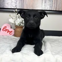 Olive, a female Rat Terrier and Labrador Retriever for sale in Franklin, IN – Photo 2 of 4