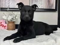 Olive, a female Rat Terrier and Labrador Retriever for sale in Franklin, IN – Photo 1 of 4