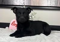Olive, a female Rat Terrier and Labrador Retriever for sale in Franklin, IN – Photo 3 of 4