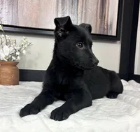 Olive, a female Rat Terrier and Labrador Retriever for sale in Franklin, IN – Photo 4 of 4