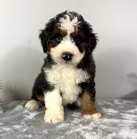 Cooper, a male Poodle - Miniature  and Bernedoodle for sale in Franklin, IN – 6 of 6