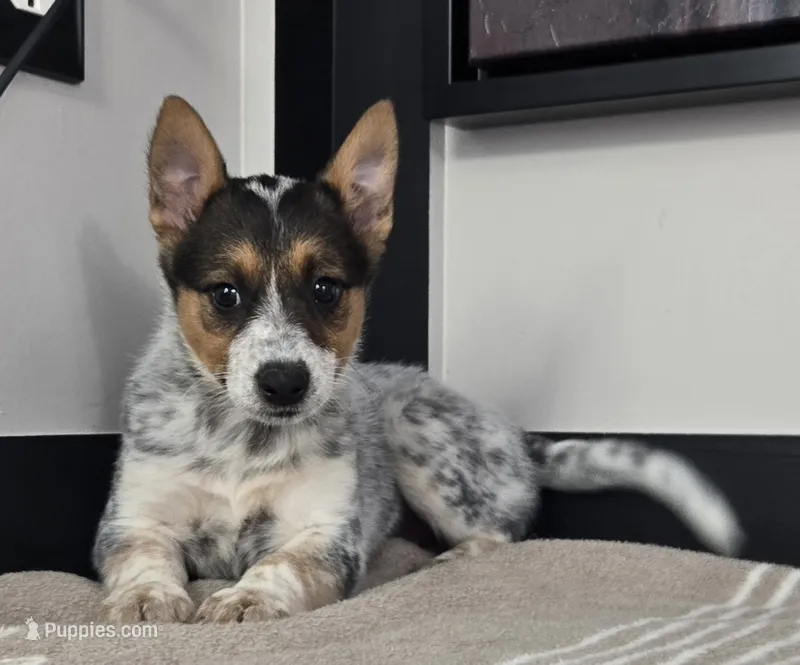 Lola  – Australian Cattle Dog, German Shepherd Dog puppy for sale in Franklin, IN