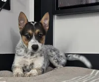 Lola , a female Australian Cattle Dog and German Shepherd Dog for sale in Franklin, IN – 1 of 5