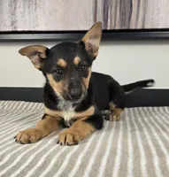 Bailey , a female Australian Cattle Dog and German Shepherd Dog for sale in Franklin, IN – 2 of 5