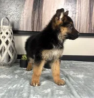 Bella , a female German Shepherd Dog for sale in Franklin, IN – Photo 2 of 6