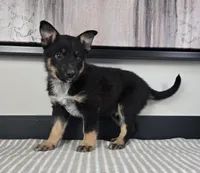 James, a male Australian Cattle Dog and German Shepherd Dog for sale in Franklin, IN – 6 of 6