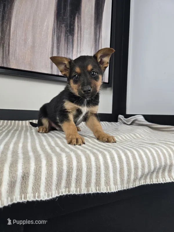 Jack – Australian Cattle Dog, German Shepherd Dog puppy for sale in Franklin, IN