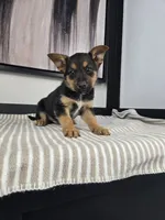 Jack, a male Australian Cattle Dog and German Shepherd Dog for sale in Franklin, IN – 1 of 5