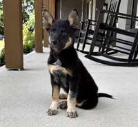 Brody, a male Australian Shepherd and German Shepherd Dog for sale in Franklin, IN – 3 of 9