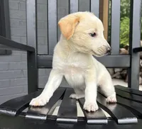Tucker, a male Rat Terrier and Chihuahua for sale in Franklin, IN – 5 of 8