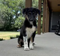Scout, a male Australian Shepherd and German Shepherd Dog for sale in Franklin, IN – 1 of 6