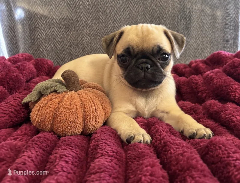 Pumpkin  – Pug puppy for sale in Franklin, IN