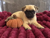 Pumpkin , a female Pug for sale in Franklin, IN – 1 of 7