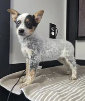 Bella , a female Australian Cattle Dog and German Shepherd Dog for sale in Franklin, IN – 4 of 5
