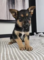 Jack, a male Australian Cattle Dog and German Shepherd Dog for sale in Franklin, IN – 2 of 5