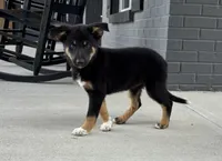 Willow, a female Australian Shepherd and German Shepherd Dog for sale in Franklin, IN – 2 of 8