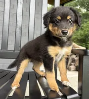 Tucker, a male Rat Terrier and Chihuahua for sale in Franklin, IN – 7 of 9
