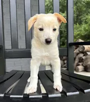 Jake, a male Jack Russell Terrier and Rat Terrier for sale in Franklin, IN – 4 of 8