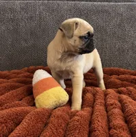 Boo, a male Pug for sale in Franklin, IN – 8 of 10