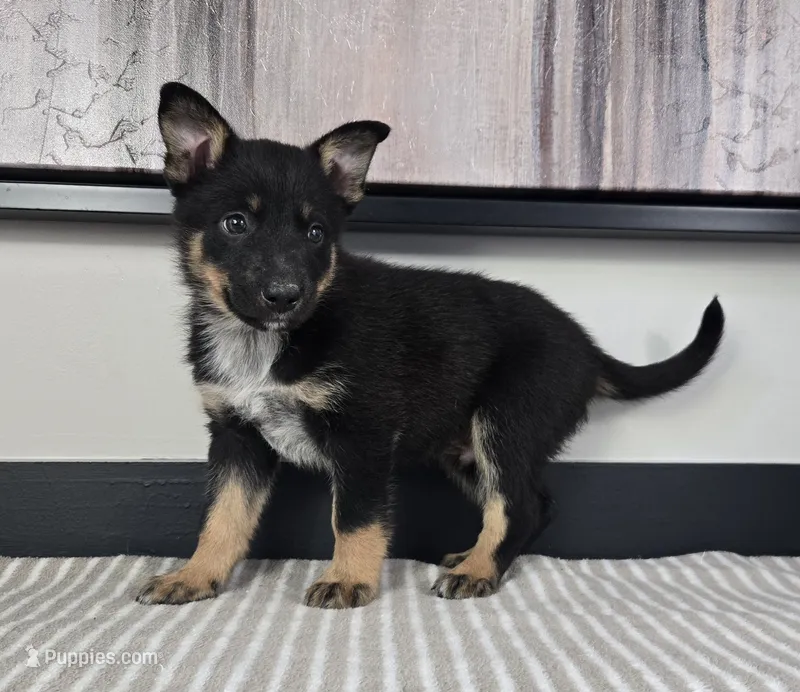 Jack – Australian Cattle Dog, German Shepherd Dog puppy for sale in Franklin, IN