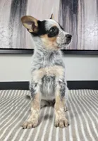 Bella , a female Australian Cattle Dog and German Shepherd Dog for sale in Franklin, IN – 2 of 5