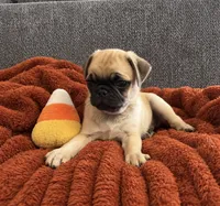 Boo, a male Pug for sale in Franklin, IN – 9 of 10