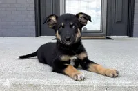 Lola, a female Australian Shepherd and German Shepherd Dog for sale in Franklin, IN – 2 of 4