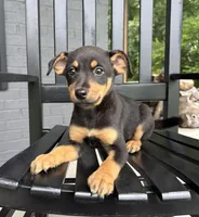 Millie , a female Rat Terrier and Chihuahua for sale in Franklin, IN – 4 of 6