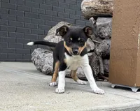 Poppy, a female Rat Terrier and Chihuahua for sale in Franklin, IN – 3 of 6
