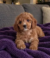Layla, a female Cavapoo for sale in Indianapolis, IN – 3 of 5