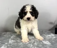 Henry, a male Poodle - Miniature  and Bernedoodle for sale in Franklin, IN – 3 of 6