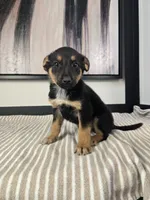Cooper, a male Australian Cattle Dog and German Shepherd Dog for sale in Franklin, IN – 5 of 5