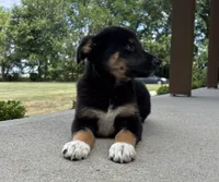 Willow, a female Australian Shepherd and German Shepherd Dog for sale in Franklin, IN – 8 of 8