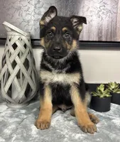 Joey, a male German Shepherd Dog for sale in Franklin, IN – Photo 1 of 7