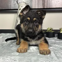 Joey, a male German Shepherd Dog for sale in Franklin, IN – Photo 5 of 7