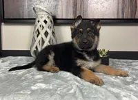 Joey, a male German Shepherd Dog for sale in Franklin, IN – Photo 7 of 7