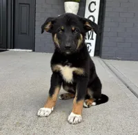 Willow, a female Australian Shepherd and German Shepherd Dog for sale in Franklin, IN – 6 of 8