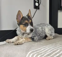Lola , a female Australian Cattle Dog and German Shepherd Dog for sale in Franklin, IN – 2 of 5