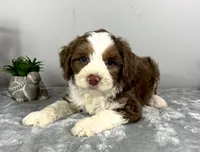 Sam, a male Poodle - Miniature  and Bernedoodle for sale in Franklin, IN – 5 of 5