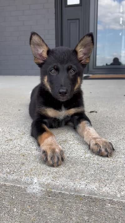Brody, a male Australian Shepherd and German Shepherd Dog for sale in Franklin, IN – 9 of 9