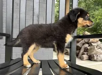 Tucker, a male Rat Terrier and Chihuahua for sale in Franklin, IN – 5 of 9