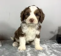 Sam, a male Poodle - Miniature  and Bernedoodle for sale in Franklin, IN – 1 of 5