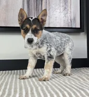 Lola , a female Australian Cattle Dog and German Shepherd Dog for sale in Franklin, IN – 4 of 5