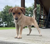 Jack, a male Jack Russell Terrier and Rat Terrier for sale in Franklin, IN – 6 of 6