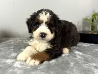 Cooper, a male Poodle - Miniature  and Bernedoodle for sale in Franklin, IN – 5 of 6