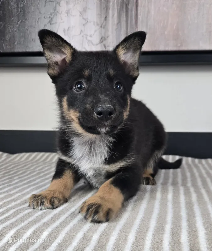 James – Australian Cattle Dog, German Shepherd Dog puppy for sale in Franklin, IN
