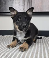 James, a male Australian Cattle Dog and German Shepherd Dog for sale in Franklin, IN – 1 of 6