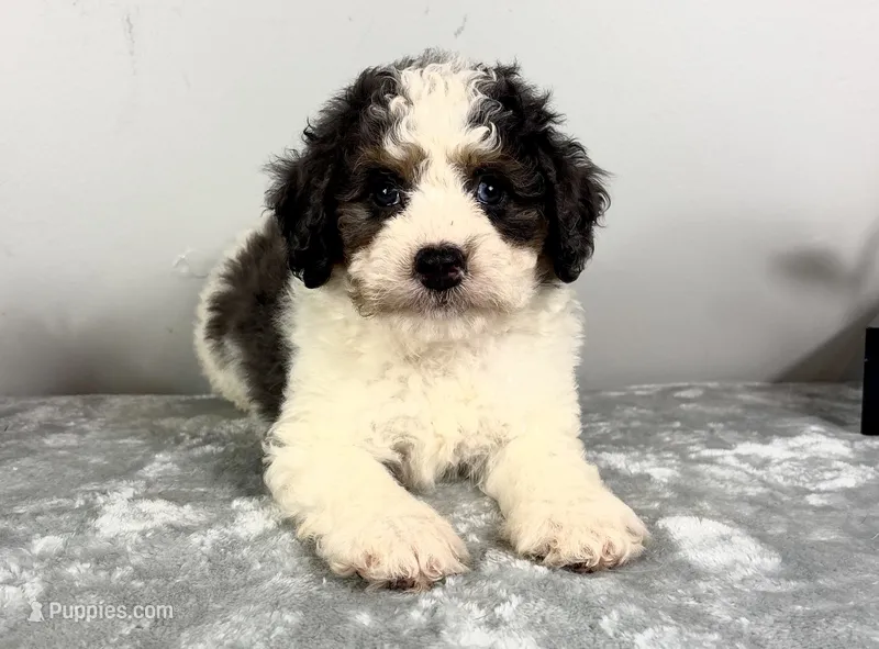 Henry – Poodle - Miniature , Bernedoodle puppy for sale in Franklin, IN