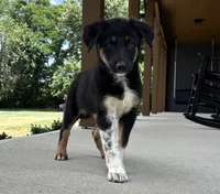 Scout, a male Australian Shepherd and German Shepherd Dog for sale in Franklin, IN – 4 of 6