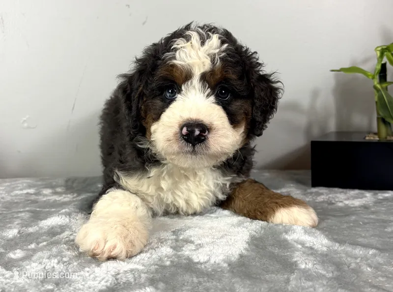 Cooper – Poodle - Miniature , Bernedoodle puppy for sale in Franklin, IN